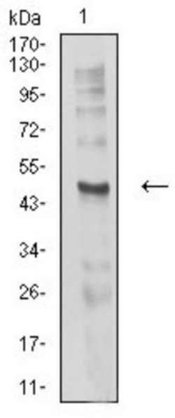 CHRND Antibody (1H1F9) - BSA Free, Novus Biologicals:Antibodies:Primary